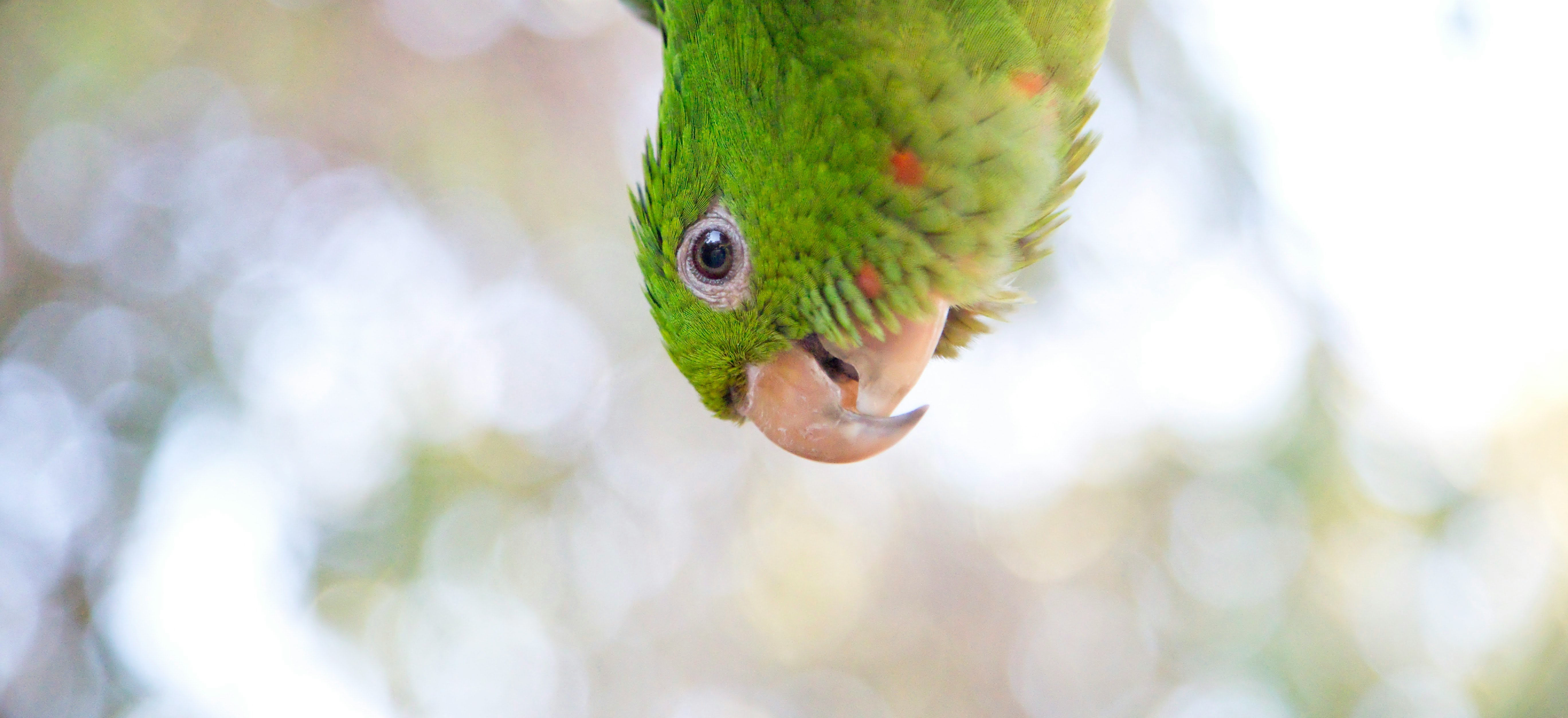 green bird